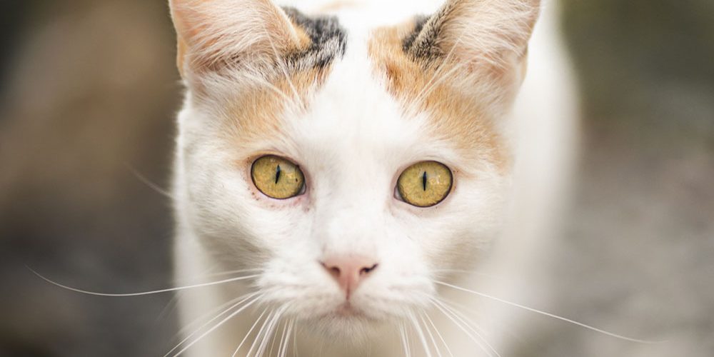 BorgoDeiGatti-498-WEB